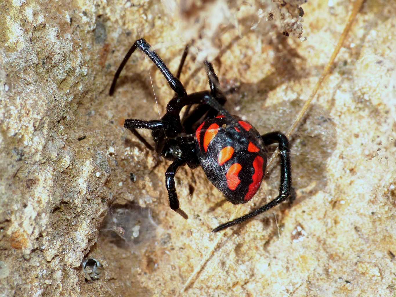 Latrodectus tredecinguttatus - Ostia (RM)